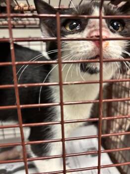 Munch -  Domestic Short Hair Cat for Adoption in Austin, Texas - Munch | PetCurious