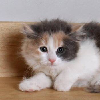 Domestic Medium Hair Cats Available for Adoption in Minnetonka, Minnesota - Triangle C69597 | PetCurious