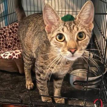 Velcro -  Domestic Short Hair Cat for Adoption in Philadelphia, Pennsylvania - Velcro | PetCurious