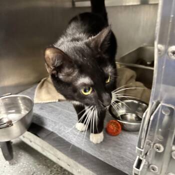 Dizzy -  Domestic Short Hair Cat for Adoption in Galax, Virginia - Dizzy | PetCurious