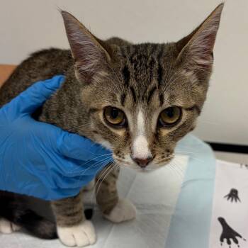 Wishbone -  Domestic Short Hair Cat for Adoption in Nashville, Tennessee - Wishbone | PetCurious