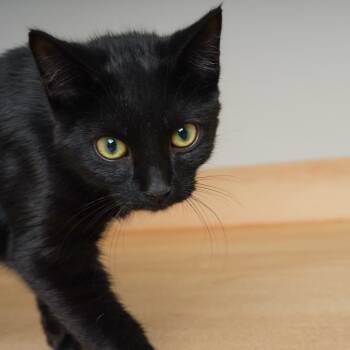 Java C71110 -  Domestic Short Hair Cat for Adoption in Minnetonka, Minnesota - Java C71110 | PetCurious