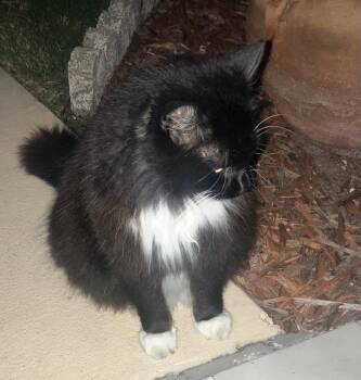 Domestic Short Hair Cats Available for Adoption in Oviedo, Florida - Keanu | PetCurious