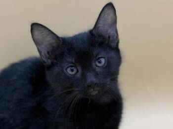 Basil -  Domestic Short Hair Cat for Adoption in Portland, Oregon - Basil | PetCurious