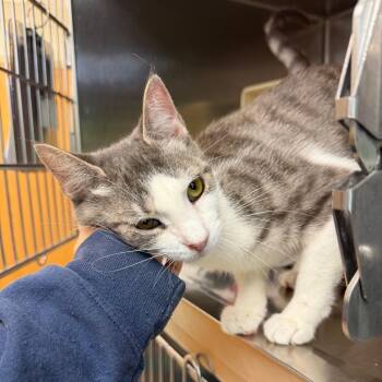 Domestic Short Hair Cats Available for Adoption in Newark, New Jersey - Bloom | PetCurious