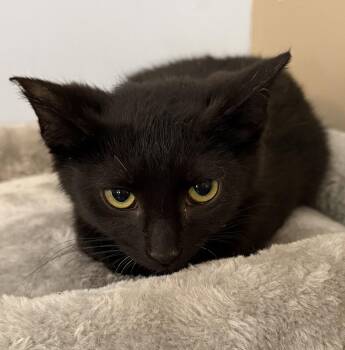Lemon -  Domestic Short Hair Cat for Adoption in Elkins, West Virginia - Lemon | PetCurious