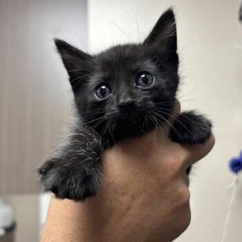 Domestic Short Hair Cats Available for Adoption in Tempe, Arizona - Mei Mei | PetCurious