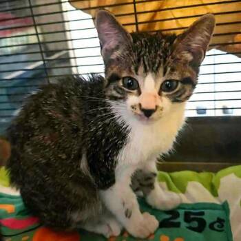 Domestic Short Hair Cats Available for Adoption - Candy Cannot | PetCurious