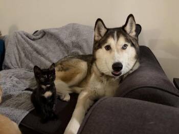 Charlotte -  Domestic Short Hair Cat for Adoption in Fort Worth, Texas - Charlotte | PetCurious