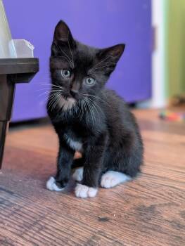 Bartholomew -  Domestic Short Hair Cat for Adoption in Lancaster, Pennsylvania - Bartholomew | PetCurious