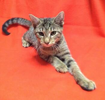 Quincy -  Tabby Cat for Adoption in Quail Heights, Florida - Quincy | PetCurious
