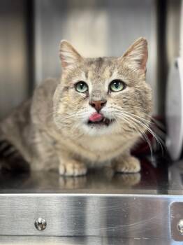 Domestic Short Hair Cats Available for Adoption - Billy Bob | PetCurious