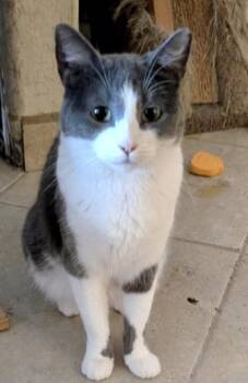Dory -  Domestic Short Hair Cat Available for Adoption in Glendale, Arizona - Dory | PetCurious
