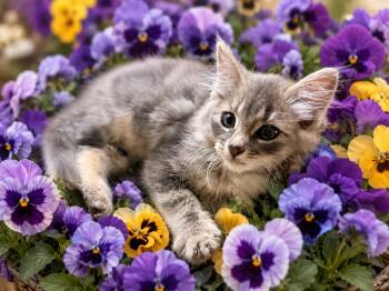 Violet -  Domestic Long Hair Cat for Adoption in Gilroy, California - Violet | PetCurious