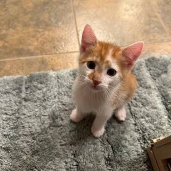 Weasley -  Domestic Short Hair Cat for Adoption in Edwardsville, Illinois - Weasley | PetCurious