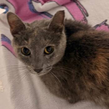 Mitzi -  Domestic Short Hair Cat for Adoption in Evansville, Indiana - Mitzi | PetCurious