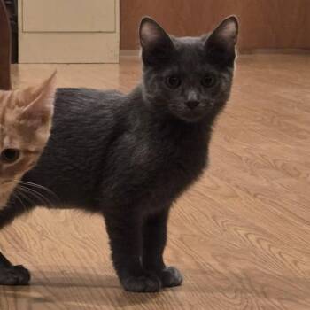 Pistachio -  Domestic Short Hair Cat for Adoption in Stoughton, Wisconsin - Pistachio | PetCurious