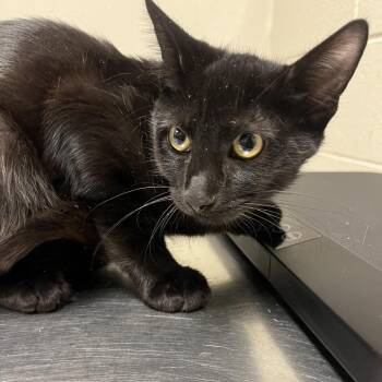 Twister -  Domestic Short Hair Cat for Adoption in Bristol, Indiana - Twister | PetCurious