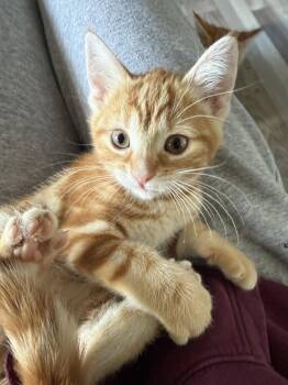 Domestic Short Hair Cats Available for Adoption in Greenwich Township, New Jersey - Dior | PetCurious