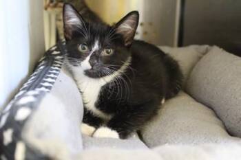 Oreo -  Domestic Short Hair Cat for Adoption in Kansas City, Missouri - Oreo | PetCurious