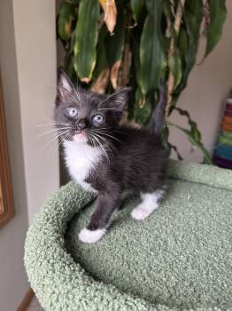 Domestic Short Hair Cats Available for Adoption - Sweetarts | PetCurious