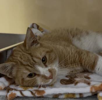 Leroy -  Domestic Short Hair Cat Available for Adoption in Absecon, New Jersey - Leroy | PetCurious