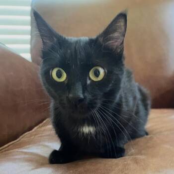 Ms. Sally Spot (mother) -  Domestic Short Hair Cat Available for Adoption in Granby, Missouri - Ms. Sally Spot (mother) | PetCurious