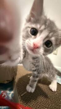 Fluffington -  Domestic Medium Hair Cat for Adoption in Milltown, New Jersey - Fluffington | PetCurious