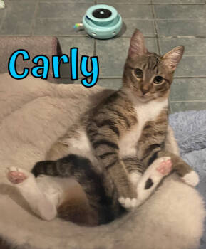Rescue Domestic Short Hair Cats for Adoption in Garland, Texas - Carly | PetCurious