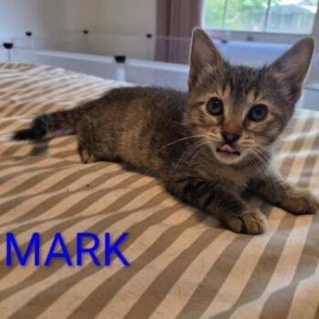 Mark -  Domestic Short Hair Cat for Adoption in Bentonville, Arkansas - Mark | PetCurious