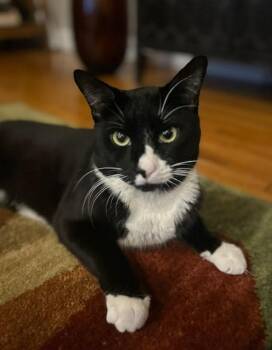 Rescue Tuxedo Cats for Adoption - Thumper | PetCurious