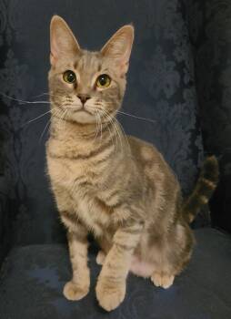 Rescue Domestic Short Hair Cats for Adoption in Ellijay, Georgia - Freya | PetCurious