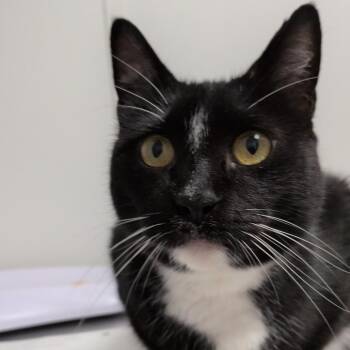 Toxo -  Domestic Short Hair Cat for Adoption in Hattiesburg, Mississippi - Toxo | PetCurious