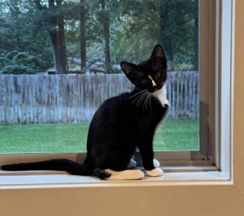 Rescue Tuxedo Cats for Adoption in Nacogdoches, Texas - Koko | PetCurious