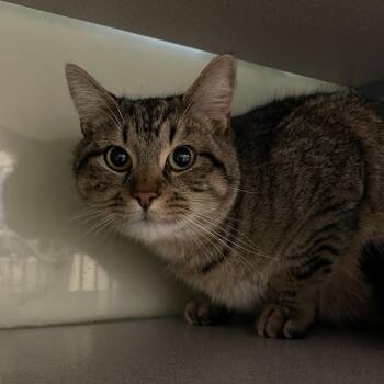 Domestic Short Hair Cats Available for Adoption in Walden, New York - Gracie | PetCurious