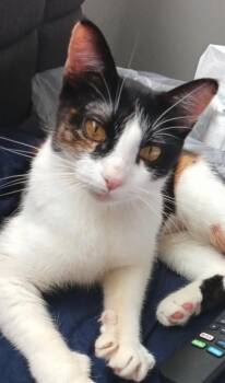 Domestic Short Hair and Calico Cats Available for Adoption in Frisco, Texas - Star Momma | PetCurious