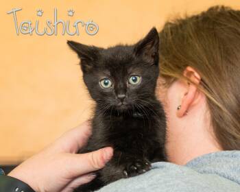 Taishiro -  Domestic Medium Hair Cat for Adoption in Somerset, Pennsylvania - Taishiro | PetCurious