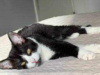 Mushi Mushi -  Tuxedo Cat for Adoption - Mushi Mushi | PetCurious
