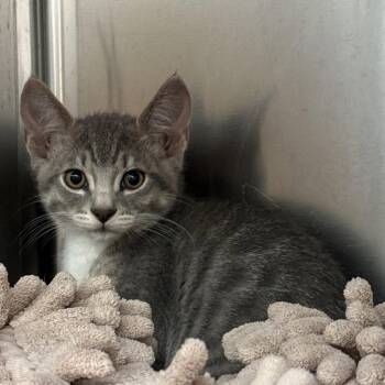 San Pedro -  Domestic Short Hair Cat for Adoption in Oakland, California - San Pedro | PetCurious