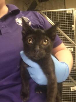 A431531 -  Domestic Short Hair Cat for Adoption in Conroe, Texas - A431531 | PetCurious