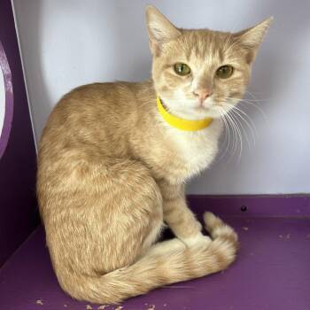 Domestic Short Hair Cats Available for Adoption - Crouton | PetCurious