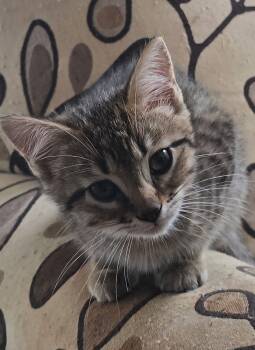 Erowyn -  Domestic Short Hair Cat Available for Adoption in Wilmington, North Carolina - Erowyn | PetCurious