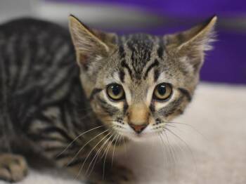 Jacob -  Domestic Short Hair Cat for Adoption in Portland, Oregon - Jacob | PetCurious