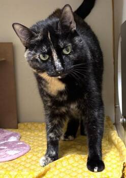 EVELYN -  Domestic Short Hair Cat for Adoption in Dedham, Massachusetts - EVELYN | PetCurious