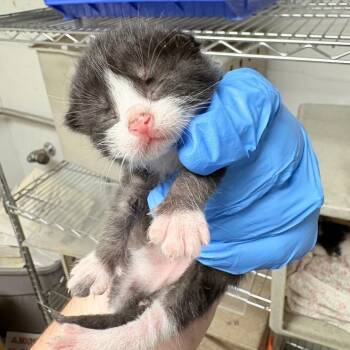 Ticket Booth -  Domestic Short Hair Cat for Adoption in Philadelphia, Pennsylvania - Ticket Booth | PetCurious