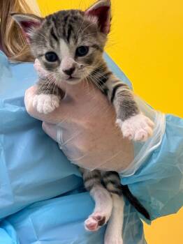 Emerson -  Domestic Short Hair Cat for Adoption in Raleigh, North Carolina - Emerson | PetCurious