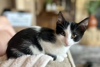 Rescue Domestic Short Hair Cats for Adoption in Fort Worth, Texas - Joel (pre Adopt) | PetCurious
