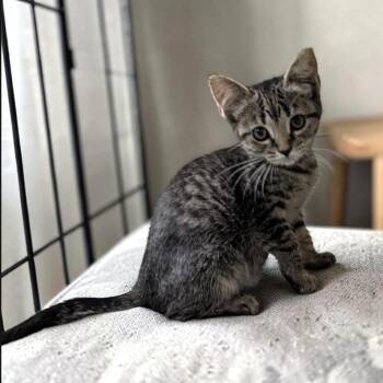Sarah -  Tabby Cat for Adoption in Wilmington, Ohio - Sarah | PetCurious
