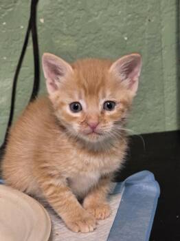 Reba -  Domestic Short Hair and Tabby Cat for Adoption in Glendale, Arizona - Reba | PetCurious