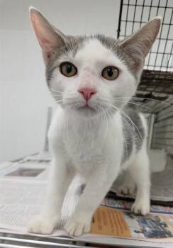 TODD -  Domestic Short Hair Cat for Adoption in Fort Lauderdale, Florida - TODD | PetCurious